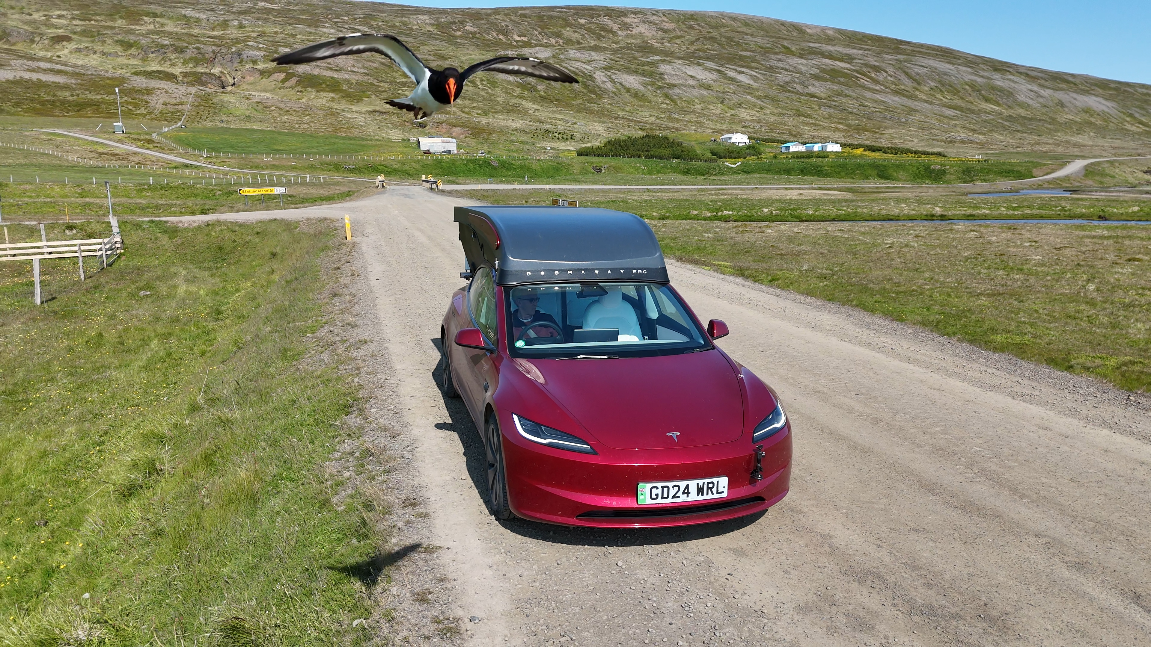 Bird attacking drone while filming Tesla on dirt road in Iceland