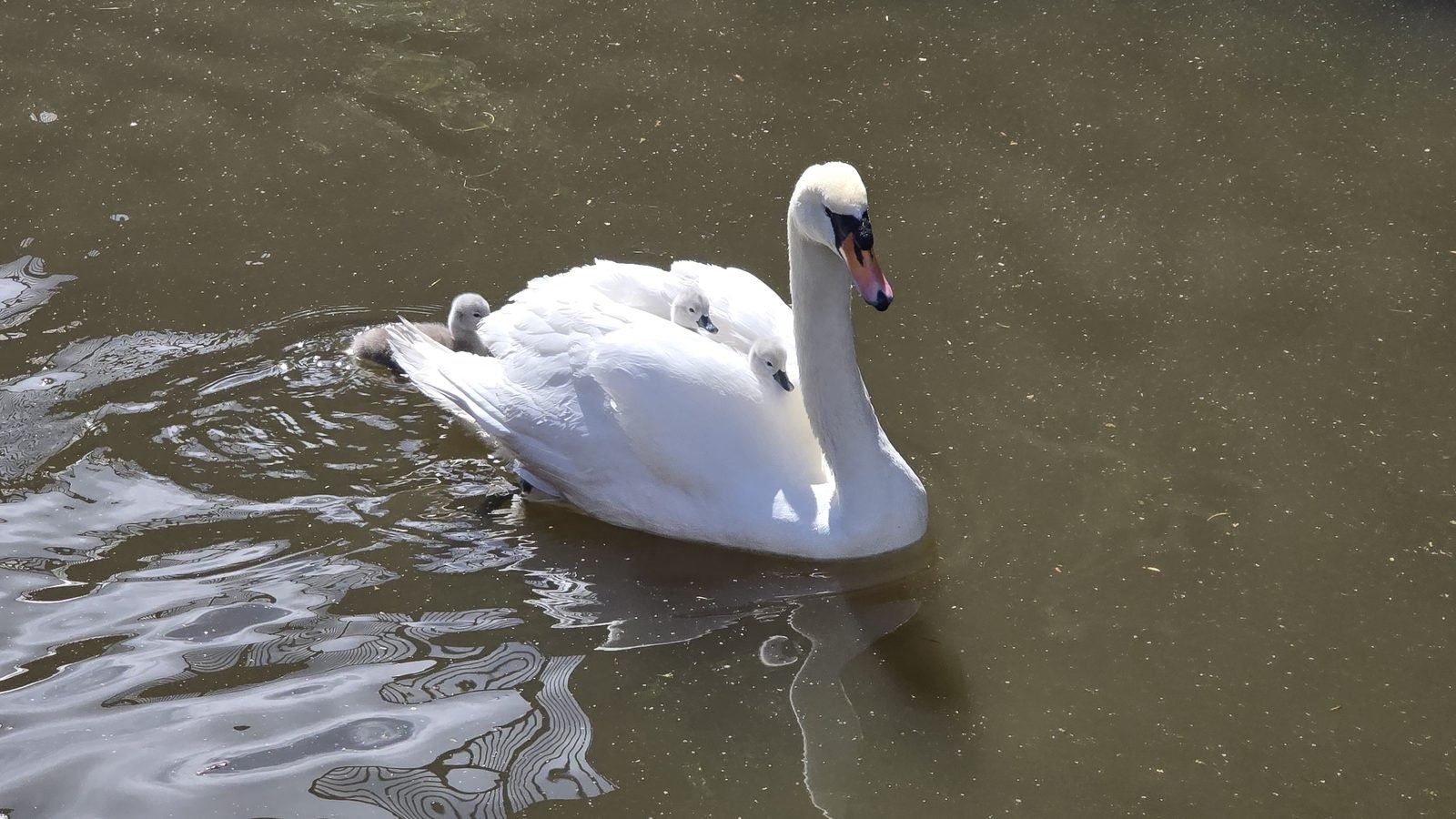 Swan with cygnets riding on its back on a pond
